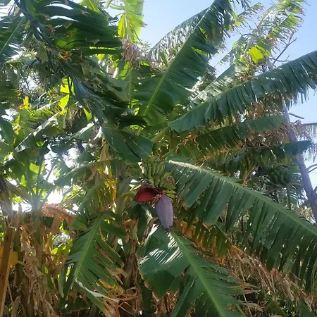 Lägenhet The Garden House *