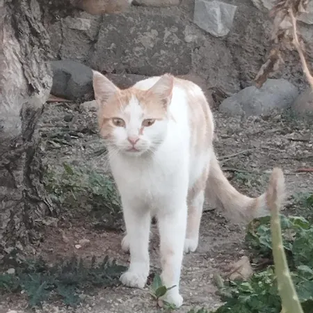 The Garden House Διαμέρισμα Αντιμάχεια