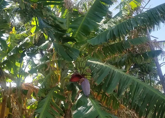 Apartment The Garden House *