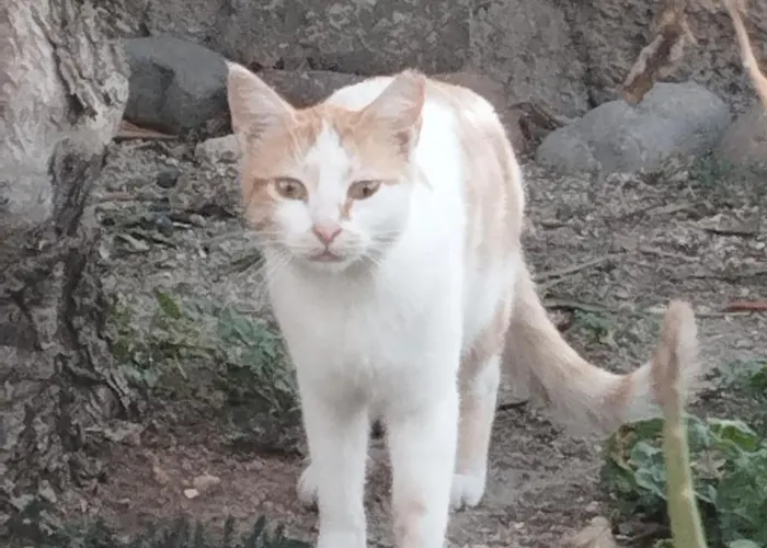 The Garden House Apartment Antimachia